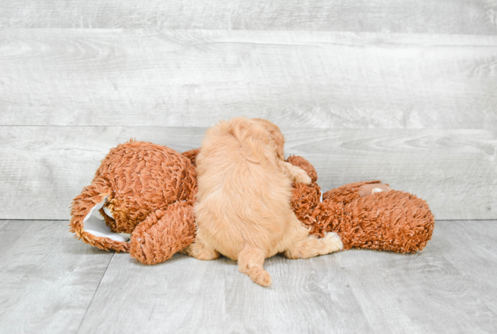 Cavapoo Puppy for Adoption