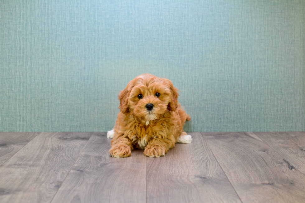 Cavapoo Pup Being Cute