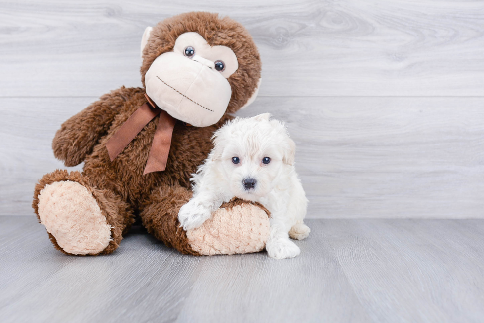 Sweet Maltipoo Baby