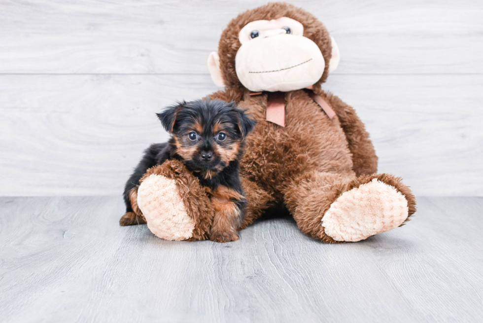 Meet Steph - our Yorkshire Terrier Puppy Photo 