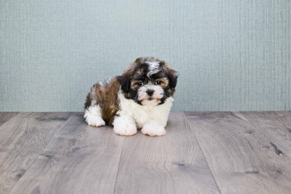 Teddy Bear Pup Being Cute