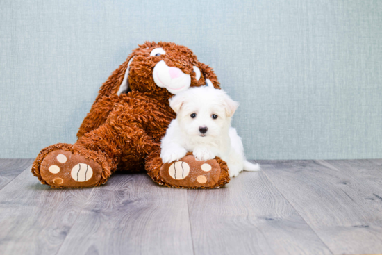 Funny Maltipoo Poodle Mix Pup