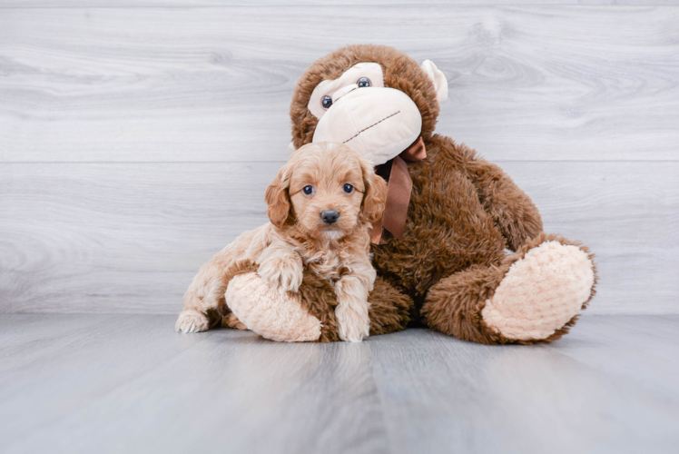 Adorable Golden Retriever Poodle Mix Puppy