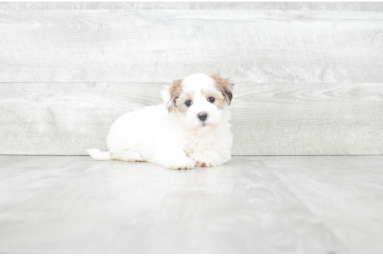 Funny Havanese Purebred Pup