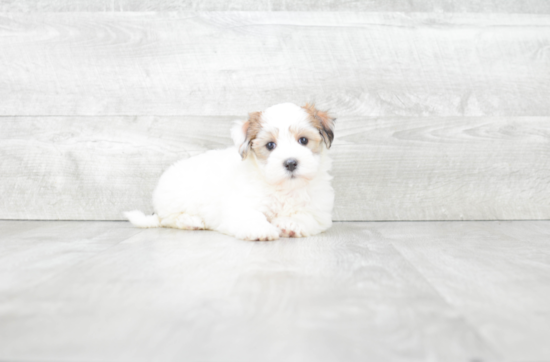 Funny Havanese Purebred Pup