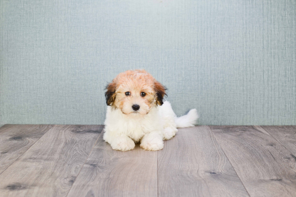 Best Havanese Baby