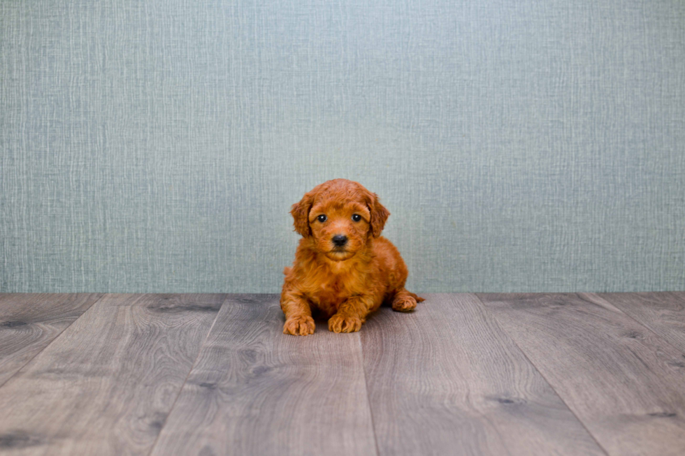 Mini Goldendoodle Pup Being Cute