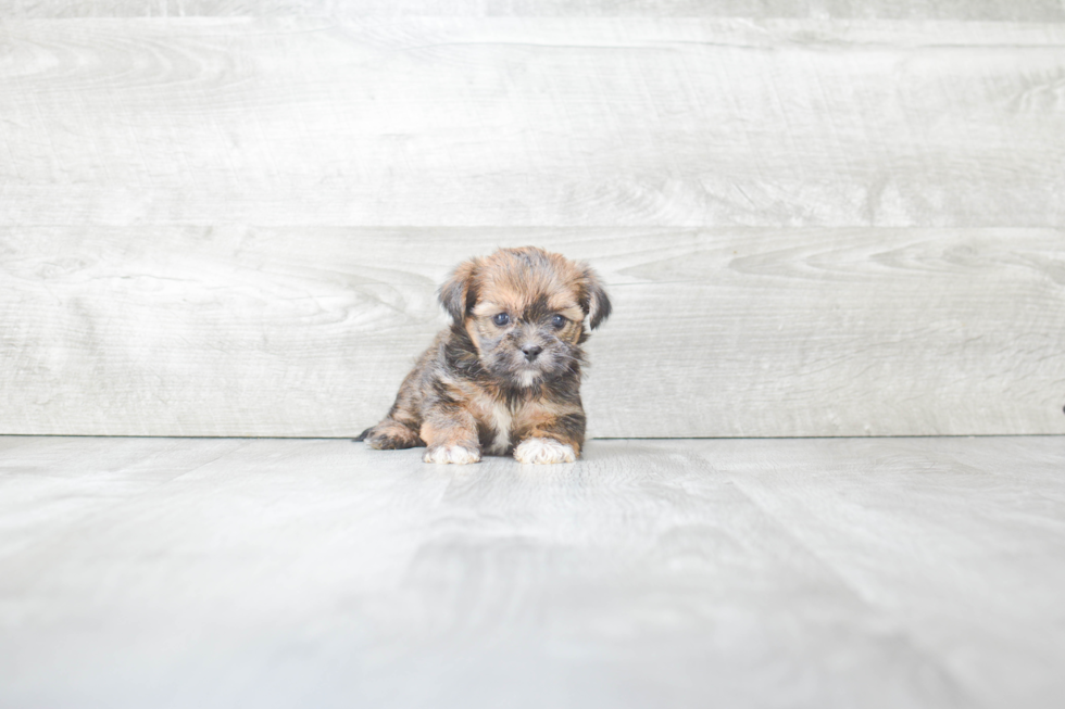 Shorkie Pup Being Cute