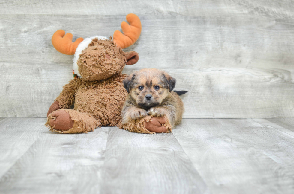 Teddy Bear Pup Being Cute