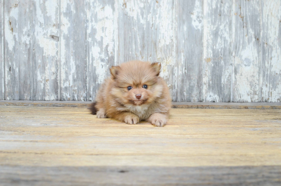 Best Pomeranian Baby