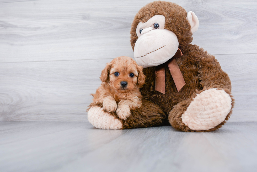 Petite Cavapoo Poodle Mix Pup