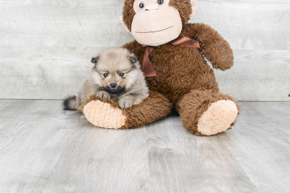 Funny Pomeranian Purebred Pup