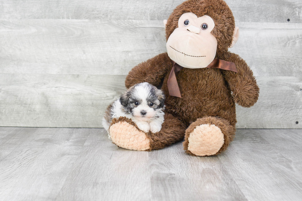 Teddy Bear Pup Being Cute