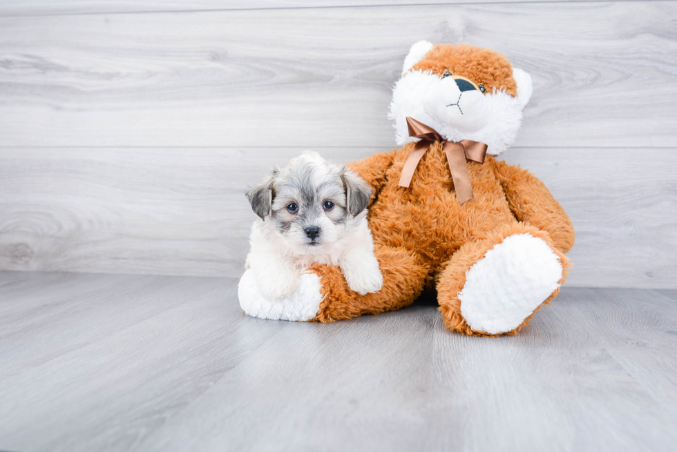 Hypoallergenic Havanese Baby