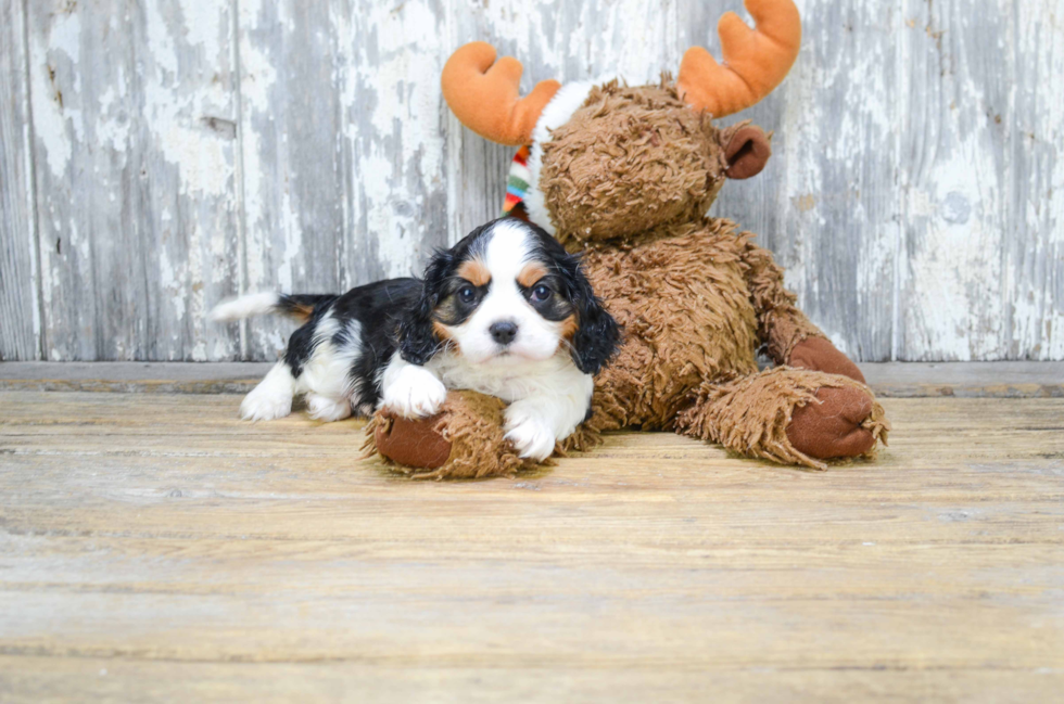 Akc Registered Cavalier King Charles Spaniel Purebred Pup