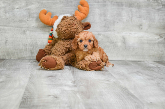 Best Cavapoo Baby