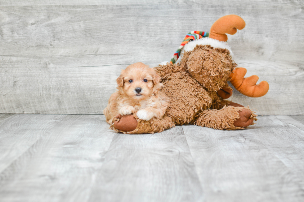 Best Maltipoo Baby