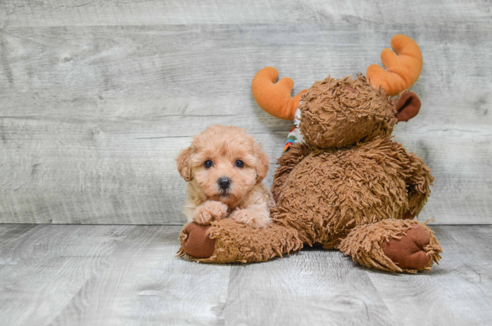 Cavapoo Pup Being Cute