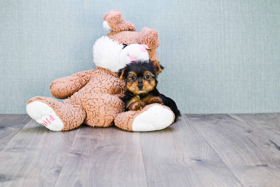 Meet Izzie - our Yorkshire Terrier Puppy Photo 