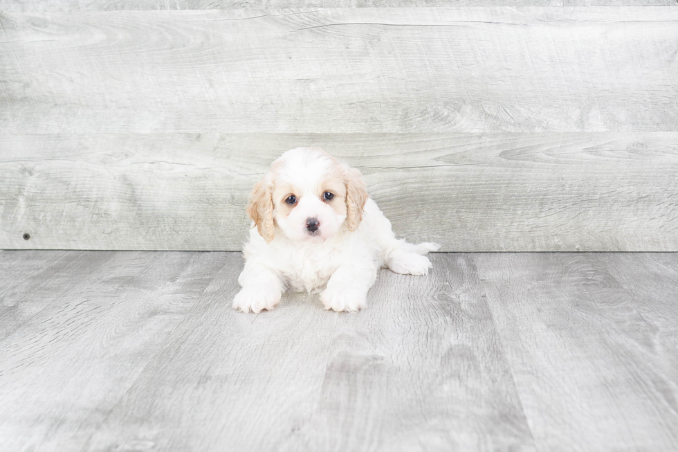 Cavapoo Pup Being Cute