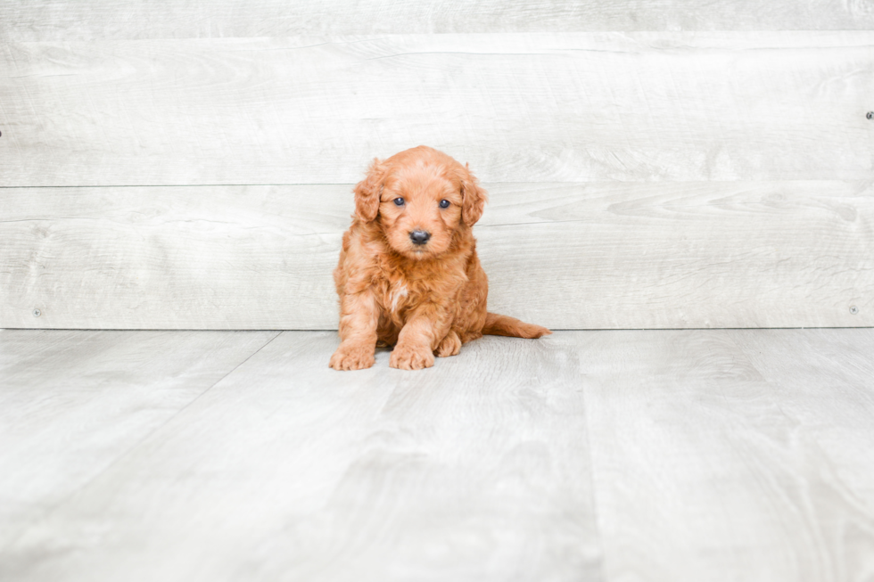 Mini Goldendoodle Puppy for Adoption