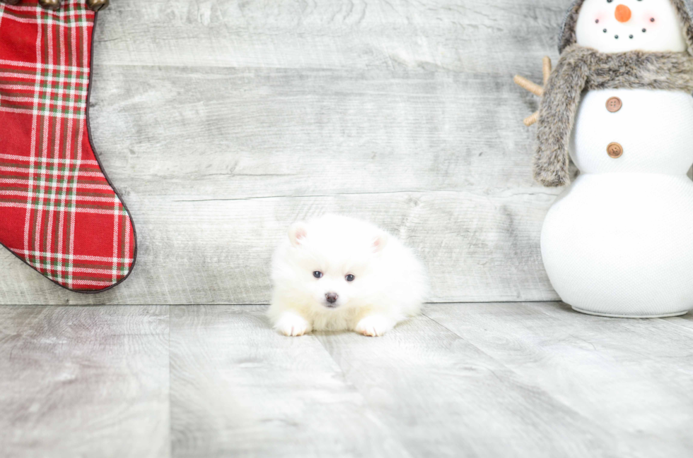 Pomeranian Puppy for Adoption