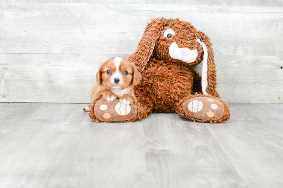 Little Cavalier King Charles Spaniel Baby