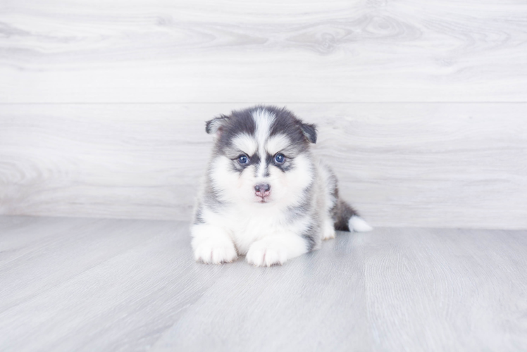 Best Pomsky Baby