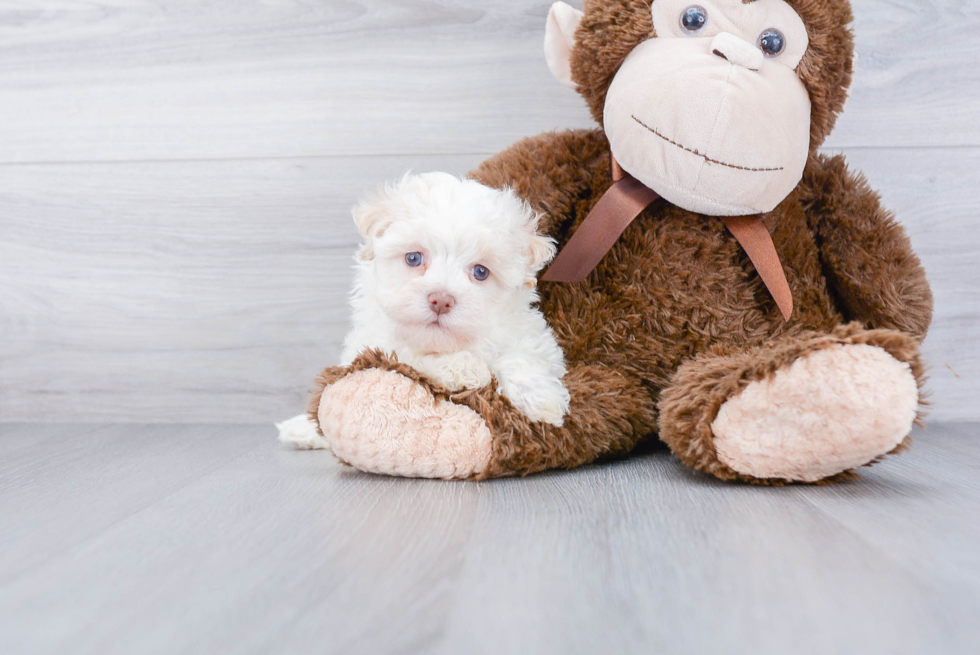 Havanese Pup Being Cute