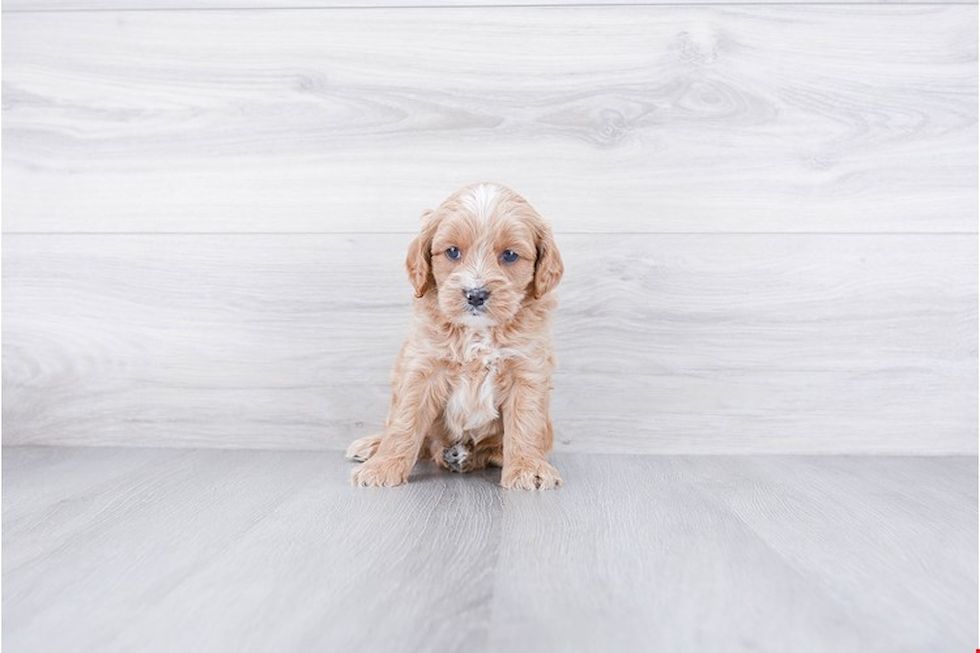 Cockapoo Pup Being Cute