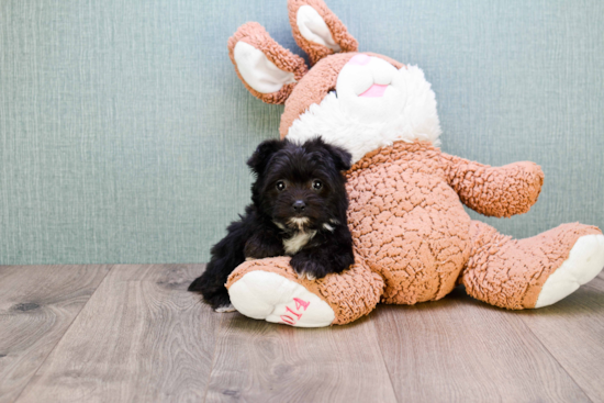 Hypoallergenic Yorkie Designer Puppy