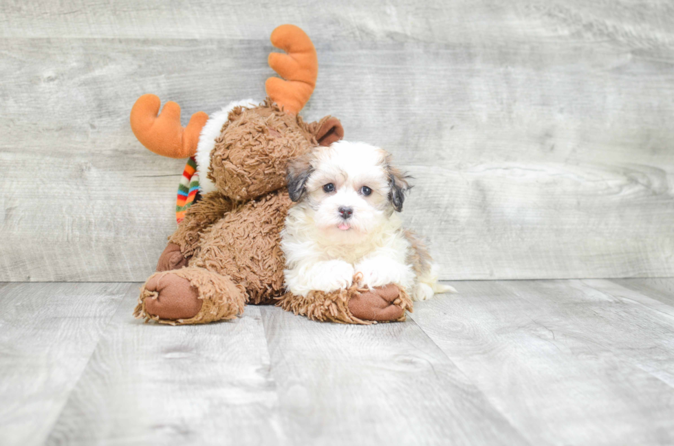 Best Havanese Baby