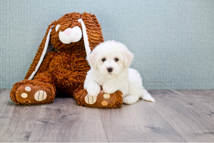 Best Maltipoo Baby