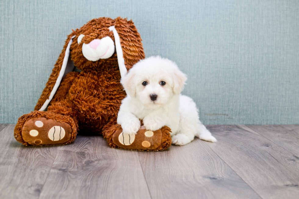 Best Maltipoo Baby