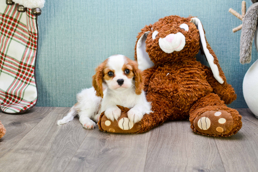 Fluffy Cavalier King Charles Spaniel Purebred Puppy