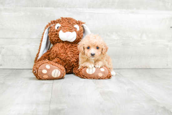 Playful Cavoodle Poodle Mix Puppy