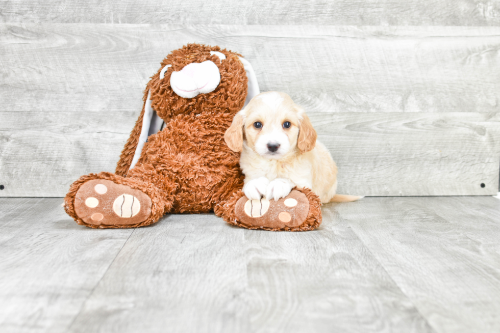 Funny Mini Goldendoodle Poodle Mix Pup