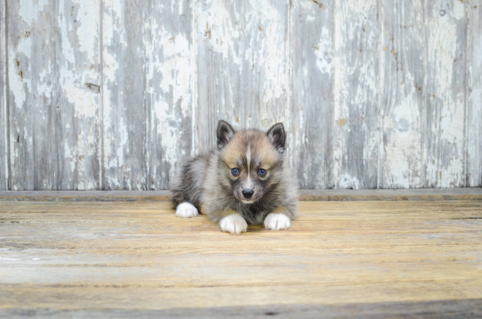 Pomsky Puppy for Adoption