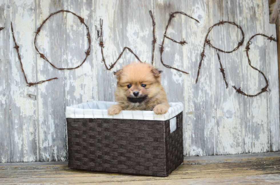 Pomeranian Pup Being Cute