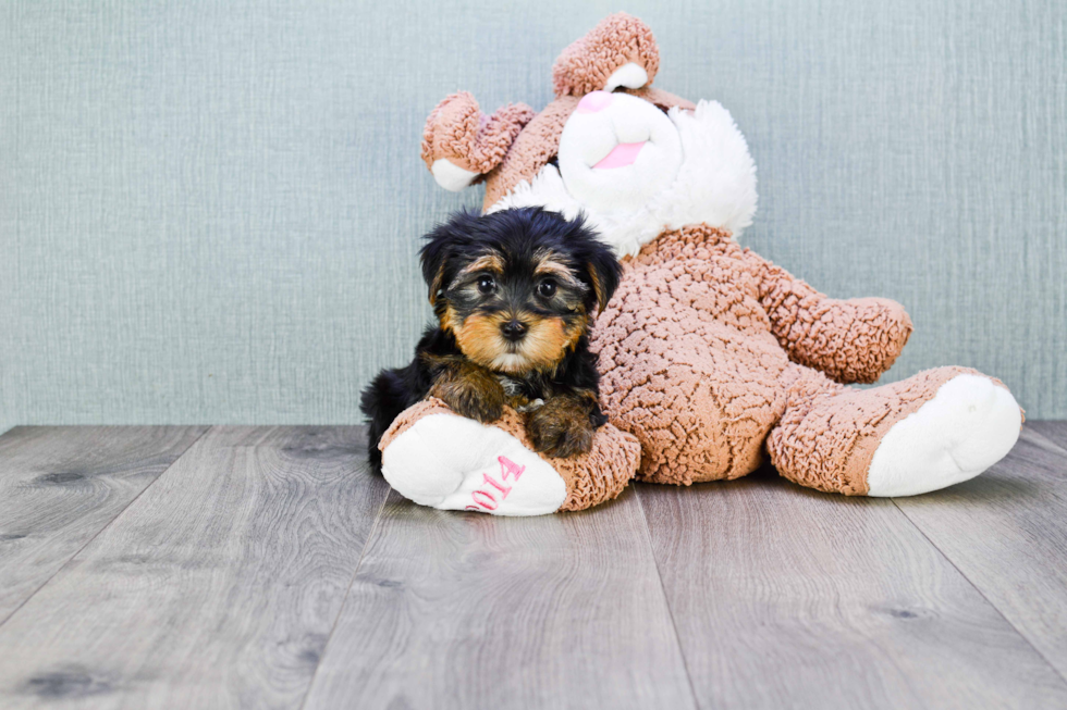 Meet Capone - our Yorkshire Terrier Puppy Photo 