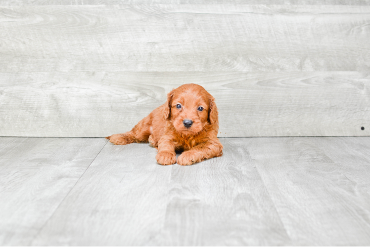 Small Cockapoo Baby