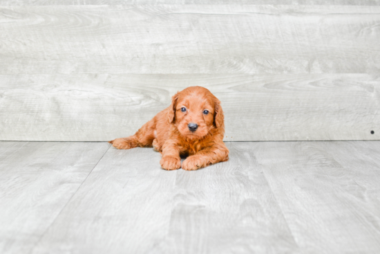 Small Cockapoo Baby