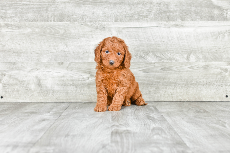 Smart Mini Goldendoodle Poodle Mix Pup