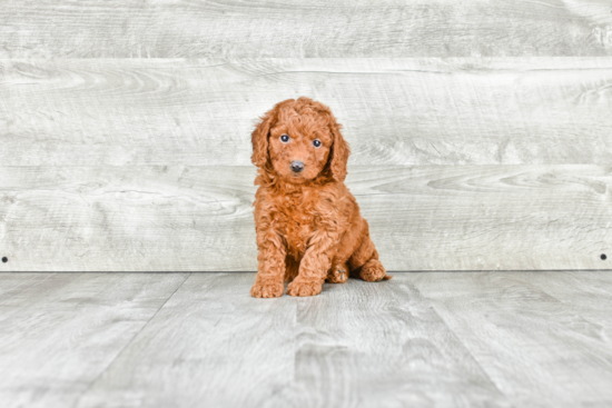 Smart Mini Goldendoodle Poodle Mix Pup