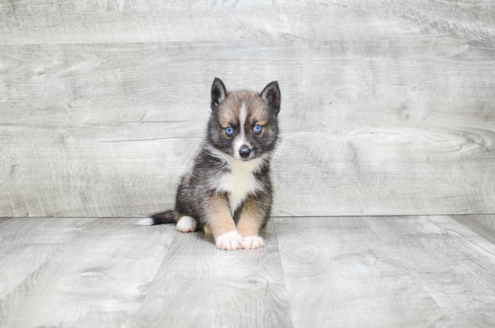 Friendly Pomsky Baby