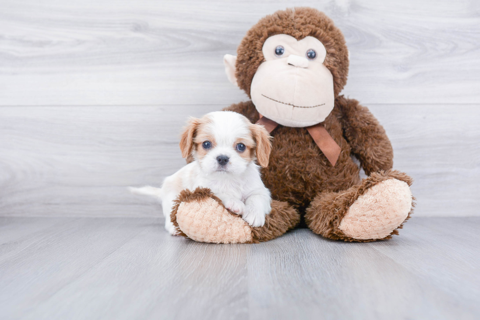 Cavalier King Charles Spaniel Puppy for Adoption