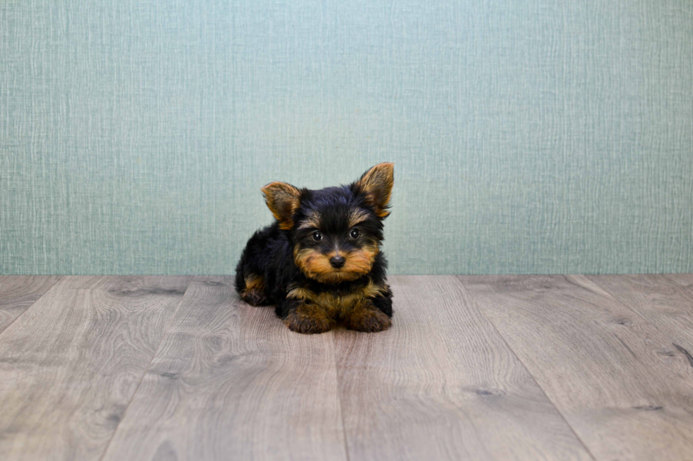 Meet Zoro - our Yorkshire Terrier Puppy Photo 