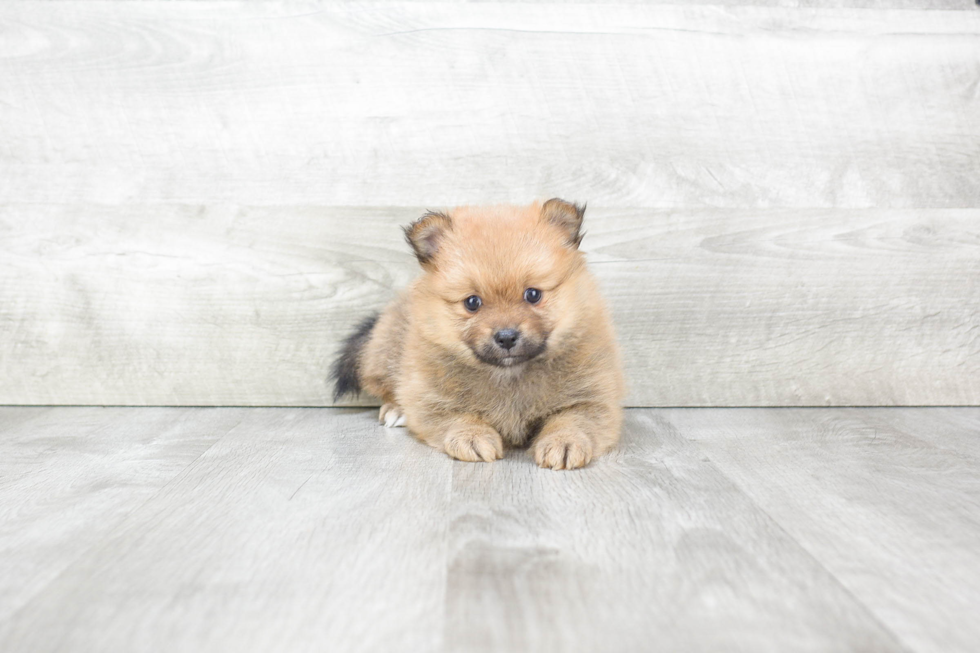 Sweet Pomeranian Purebred Puppy