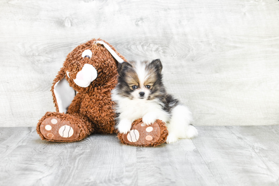 Petite Pomeranian Purebred Puppy