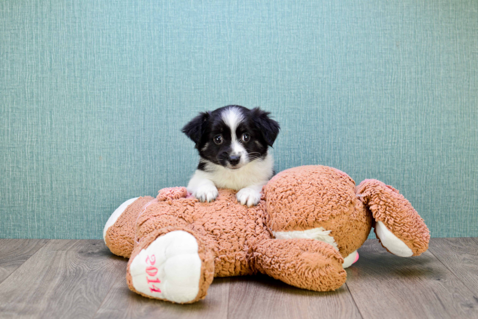 Havanese Puppy for Adoption